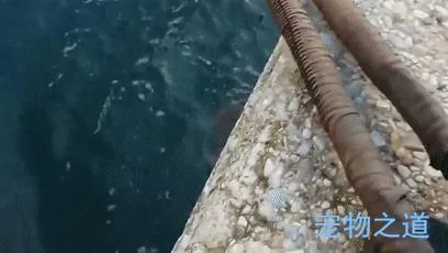 主人带着猫咪去散步 在岸边发现一只章鱼 拉着章鱼的脚就不松开了!