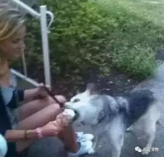 陪伴十五年的狗狗老去 主人送给它的礼物让狗狗眼泪含光!