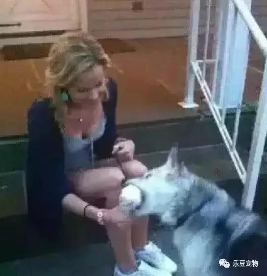 陪伴十五年的狗狗老去 主人送给它的礼物让狗狗眼泪含光!