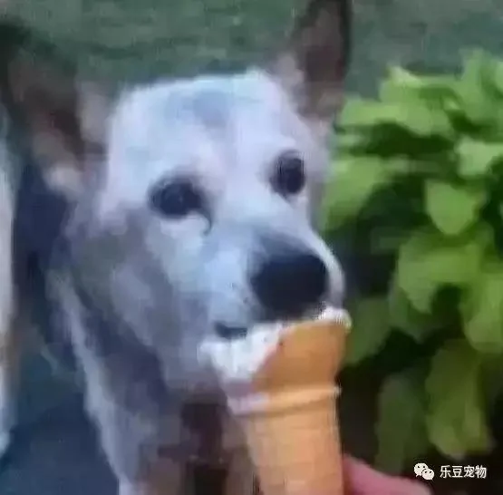 陪伴十五年的狗狗老去 主人送给它的礼物让狗狗眼泪含光!