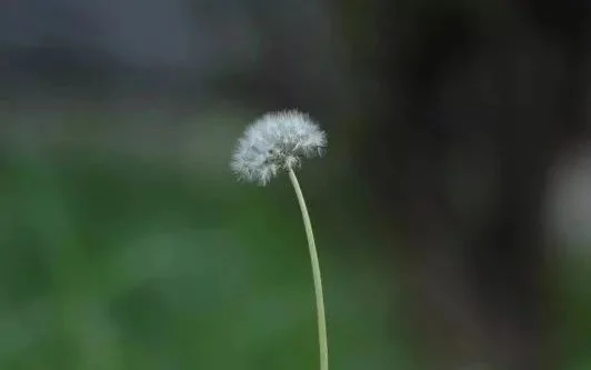 开悟故事:《一个叫花子》