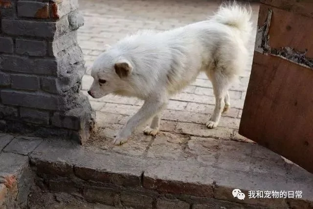 狗狗干了坏事被别人投诉 正准备教训它的时候 却被它的行为逗笑了!