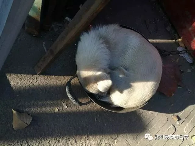 狗狗干了坏事被别人投诉 正准备教训它的时候 却被它的行为逗笑了!