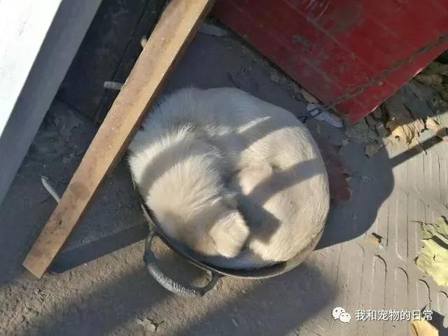 狗狗干了坏事被别人投诉 正准备教训它的时候 却被它的行为逗笑了!