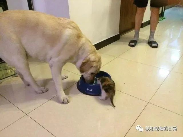 拉布拉多捡了一只猫咪当情人养 猫咪不在家它急的一直流泪!