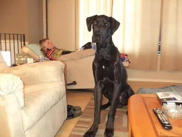 主人痛失爱犬 半夜看到窗子上的狗狗剪影 “它回来了!”