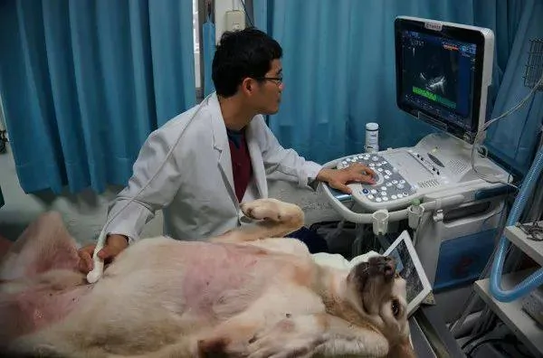 9岁警犬乖乖的翻着肚皮接受超音波检查 样子太萌了!