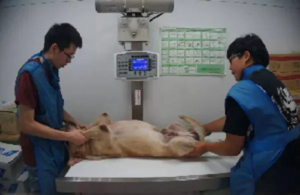 9岁警犬乖乖的翻着肚皮接受超音波检查 样子太萌了!