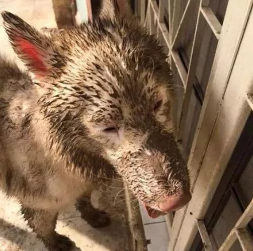 看到二哈回来 主人立马关门上锁 这狗我不要了