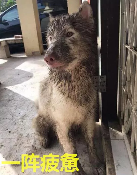 看到二哈回来 主人立马关门上锁 这狗我不要了