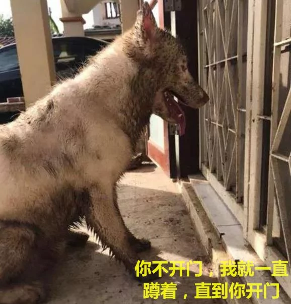 看到二哈回来 主人立马关门上锁 这狗我不要了