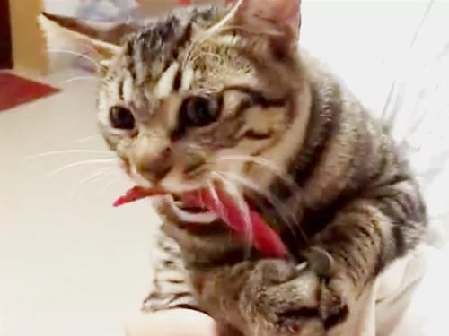 主人在家做菜 猫咪偷走一根辣椒 吃了一口后露出了这样的表情