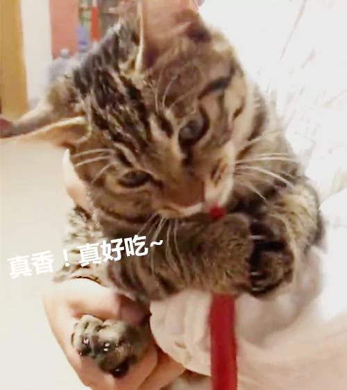 主人在家做菜 猫咪偷走一根辣椒 吃了一口后露出了这样的表情