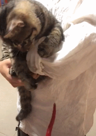 主人在家做菜 猫咪偷走一根辣椒 吃了一口后露出了这样的表情