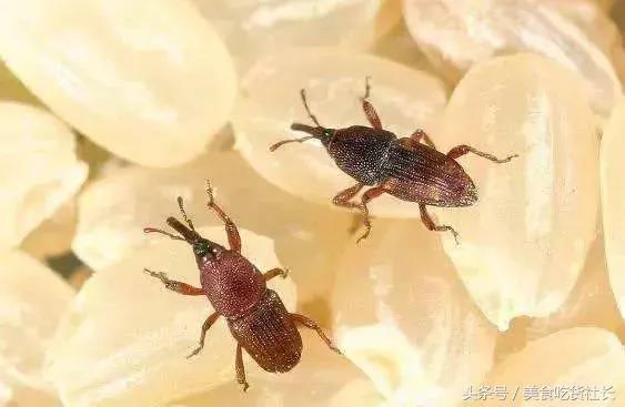 值得收藏 大米夏天不生虫的储存方法