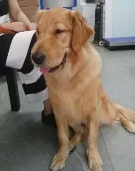 金毛偷吃泡芙过敏肿成猪头 主人吓哭:你别死啊!