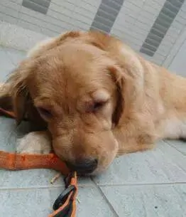 金毛偷吃泡芙过敏肿成猪头 主人吓哭:你别死啊!
