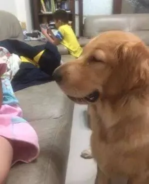 金毛偷吃泡芙过敏肿成猪头 主人吓哭:你别死啊!