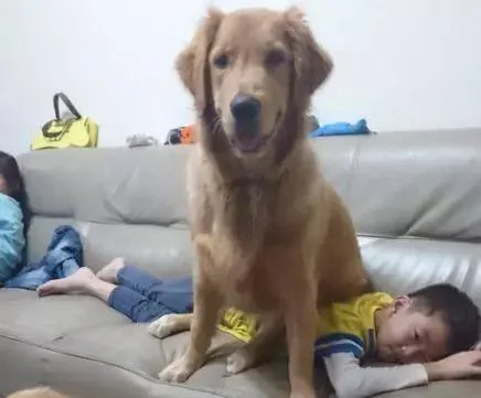 金毛偷吃泡芙过敏肿成猪头 主人吓哭:你别死啊!