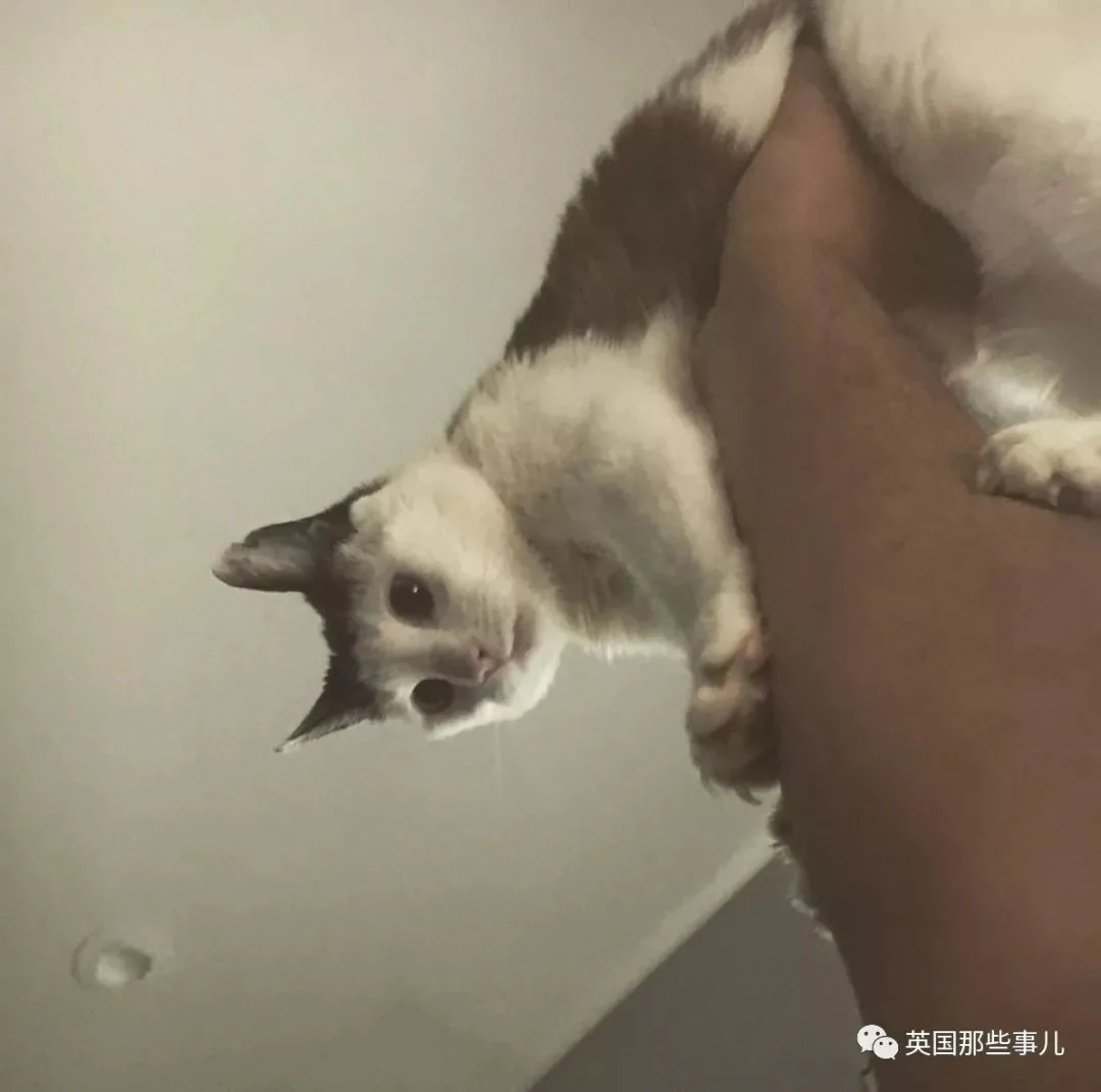 小两口装修凿墙发现可爱的惊喜 万万没想到!