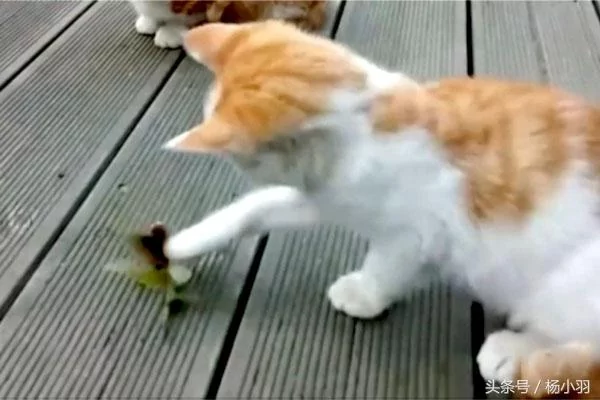 螳螂因卡住被猫连环拳打惨 脱离虎口却不逃 接下来一幕让人吃惊!