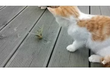 螳螂因卡住被猫连环拳打惨 脱离虎口却不逃 接下来一幕让人吃惊!