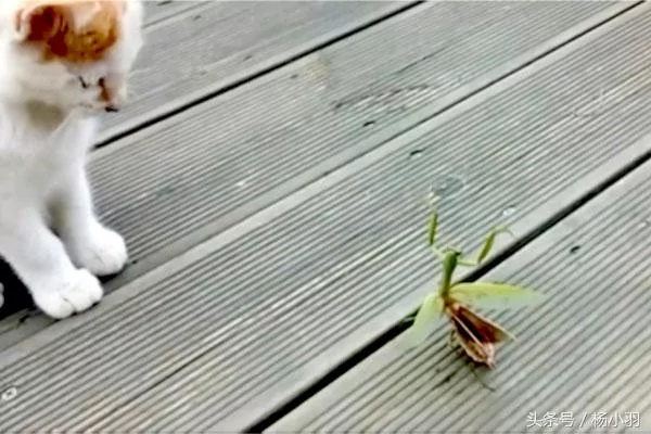 螳螂因卡住被猫连环拳打惨 脱离虎口却不逃 接下来一幕让人吃惊!