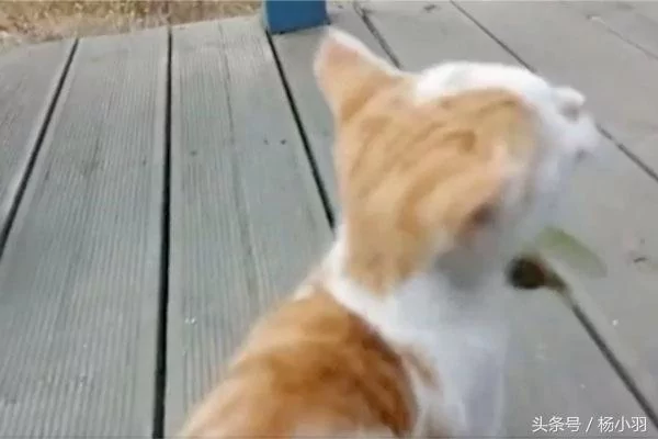 螳螂因卡住被猫连环拳打惨 脱离虎口却不逃 接下来一幕让人吃惊!