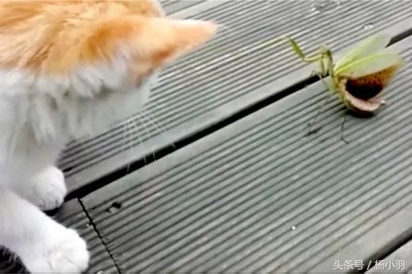 螳螂因卡住被猫连环拳打惨 脱离虎口却不逃 接下来一幕让人吃惊!