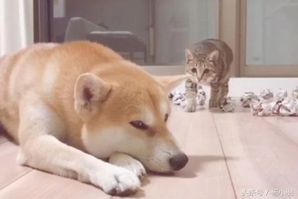 柴犬睡觉时察觉猫想偷袭 立马处于打架状态 结果猫:借过 借过!