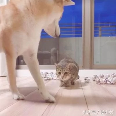 柴犬睡觉时察觉猫想偷袭 立马处于打架状态 结果猫:借过 借过!