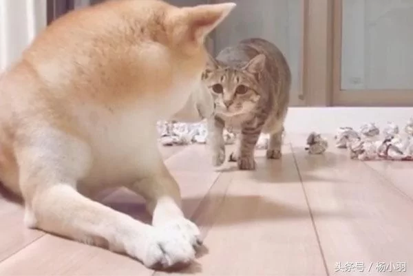 柴犬睡觉时察觉猫想偷袭 立马处于打架状态 结果猫:借过 借过!