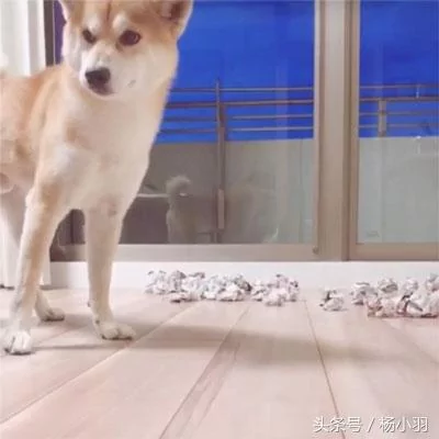 柴犬睡觉时察觉猫想偷袭 立马处于打架状态 结果猫:借过 借过!