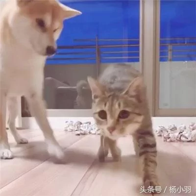 柴犬睡觉时察觉猫想偷袭 立马处于打架状态 结果猫:借过 借过!