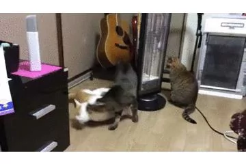 三只猫的关系不清不楚 直到有一天 宠主看见它们在一起的画面!
