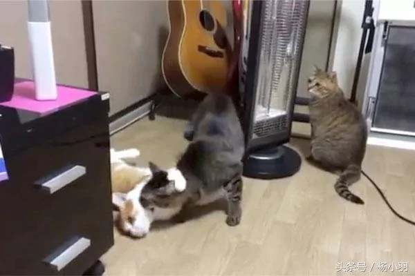 三只猫的关系不清不楚 直到有一天 宠主看见它们在一起的画面!