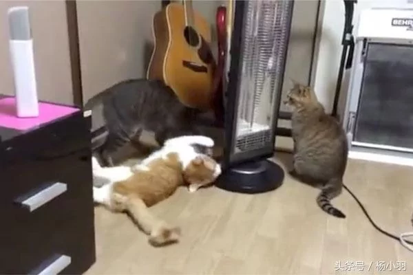 三只猫的关系不清不楚 直到有一天 宠主看见它们在一起的画面!