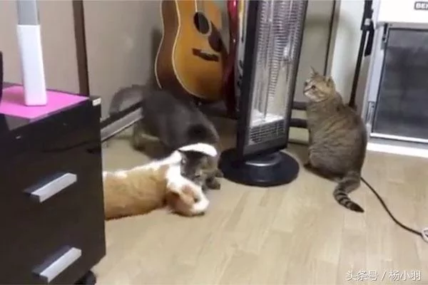 三只猫的关系不清不楚 直到有一天 宠主看见它们在一起的画面!