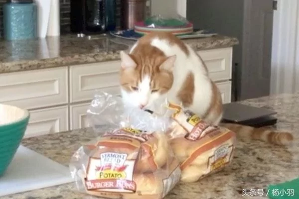 主人看见猫咪吃的东西笑喷:你是二哈派来的卧底吧!