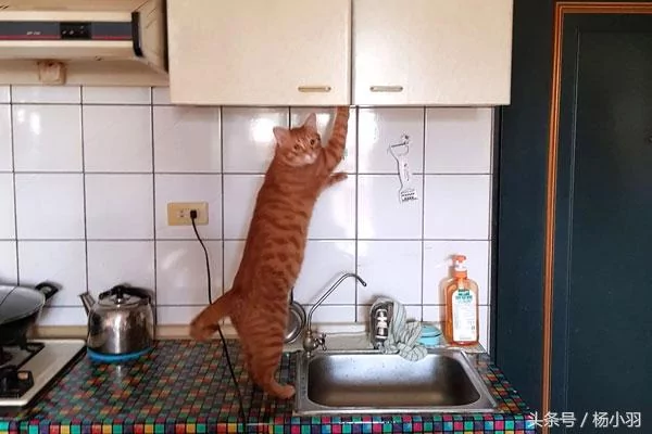 主人看见猫咪吃的东西笑喷:你是二哈派来的卧底吧!