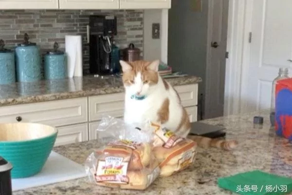 主人看见猫咪吃的东西笑喷:你是二哈派来的卧底吧!