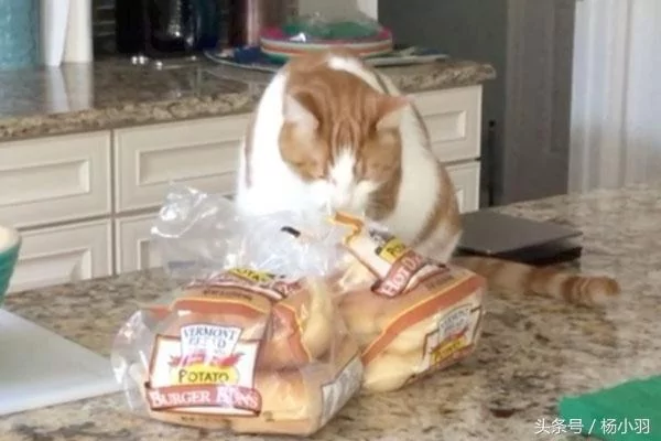 主人看见猫咪吃的东西笑喷:你是二哈派来的卧底吧!