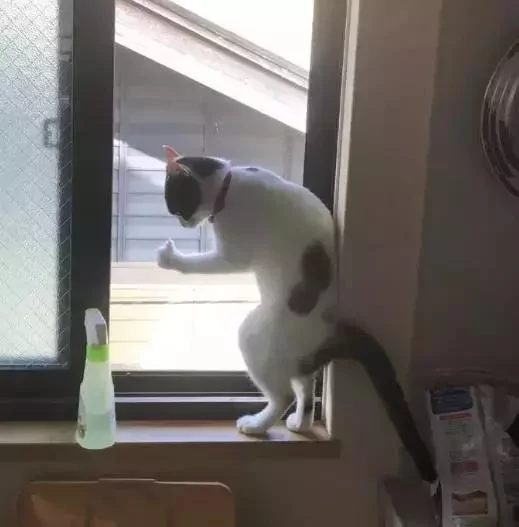 猫咪窗台摆出神秘姿势 主人发现猫咪在打暗号 猫咪:安全!