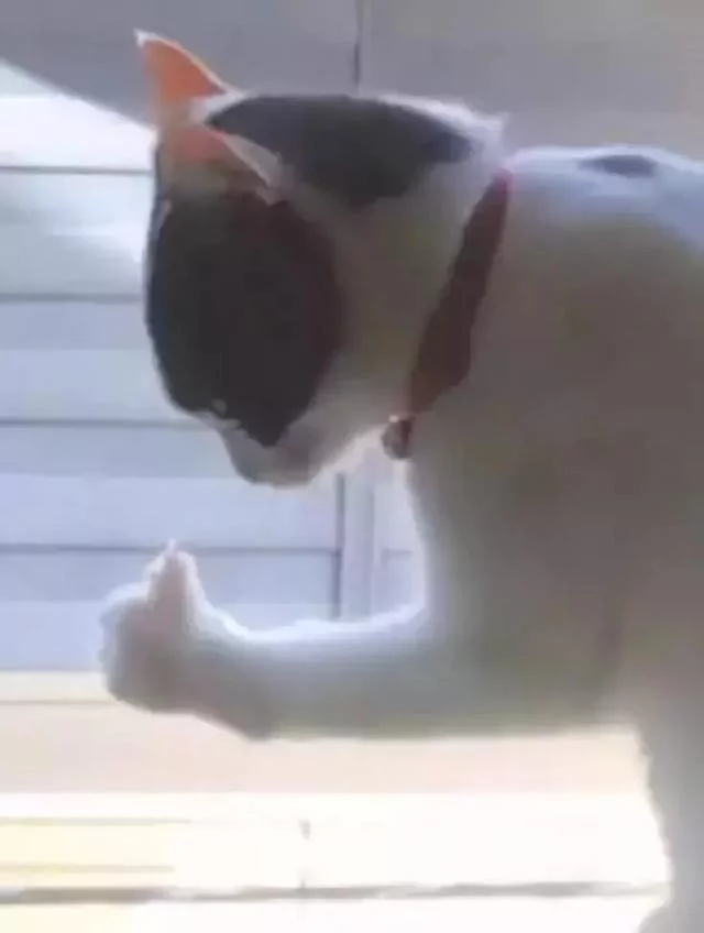 猫咪窗台摆出神秘姿势 主人发现猫咪在打暗号 猫咪:安全!