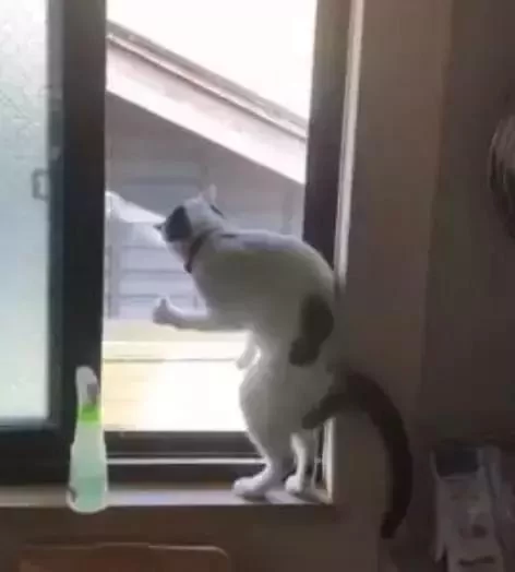 猫咪窗台摆出神秘姿势 主人发现猫咪在打暗号 猫咪:安全!