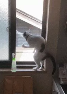 猫咪窗台摆出神秘姿势 主人发现猫咪在打暗号 猫咪:安全!