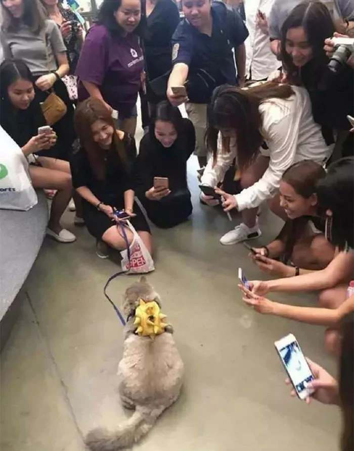 网路上人气超高的肥猫 网友们都超想跟它来一张合照啊!
