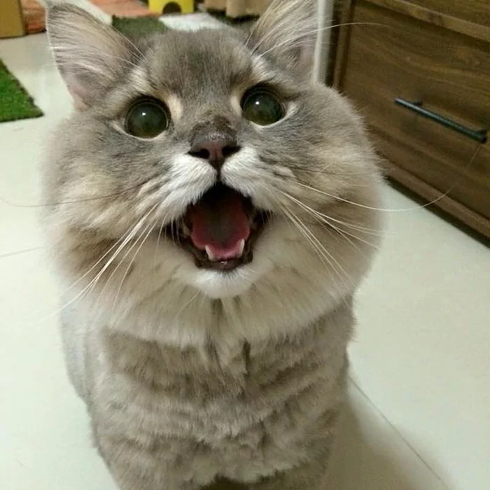 网路上人气超高的肥猫 网友们都超想跟它来一张合照啊!