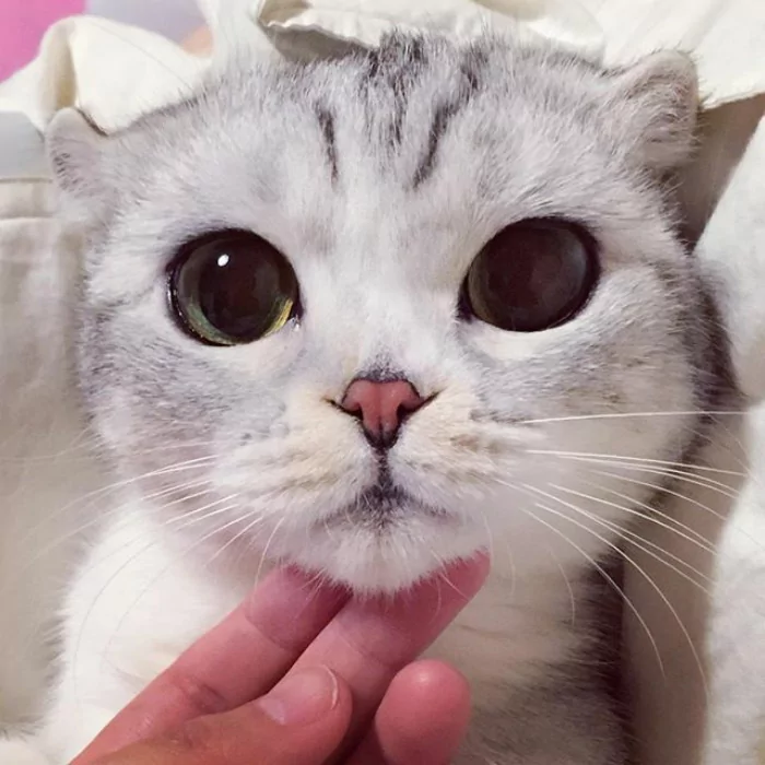 大眼萌猫咪 俘获了多少猫奴的心!