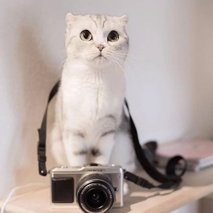 大眼萌猫咪 俘获了多少猫奴的心!